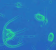 marine plankton