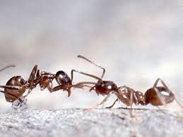 argentine ants