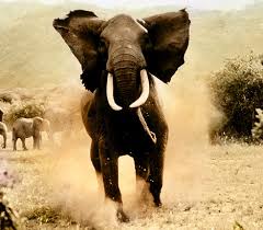 tusks of elephants