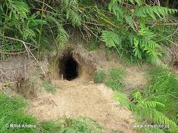 bunnies & burrows