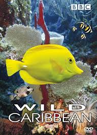 bbc wild caribbean