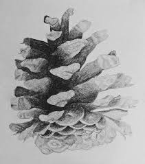 ponderosa pine cone