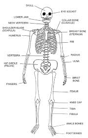 skeleton images