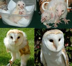 barn owls