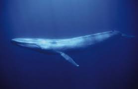 largest whale pictures