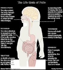 The Life Cycle of Polio