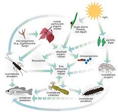 food web of animals