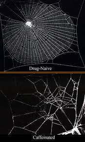 spider webs