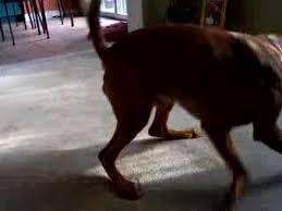 dog laser