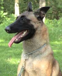 belgian malinois dog