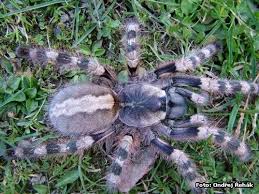 poecilotheria formosa