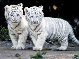 petit tigre blanc