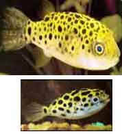 tetraodon nigroviridis