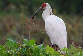 birds in china