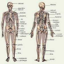 skeleton images