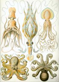 octopus and squid