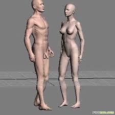 3d models anatomy