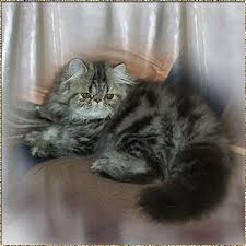 black tabbies