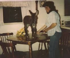 miniture donkey