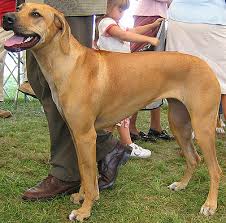 rhodesian ridgeback dog breed