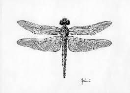 dragonfly illustrations