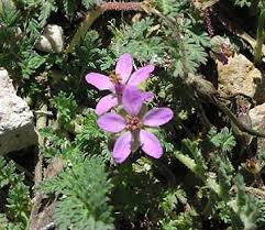 erodium cicutarium