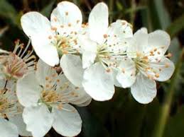 cherry plum
