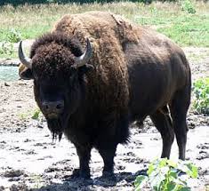 american bison