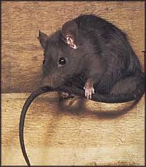 roof rats