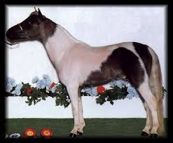 grand champion horse toys