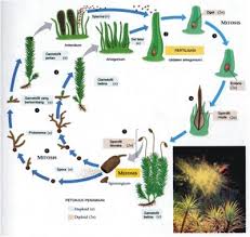 metagenesis tumbuhan paku