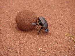 dung beetle