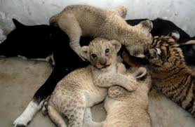 lion vs dog