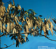 albizzia