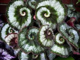 rex begonia pictures