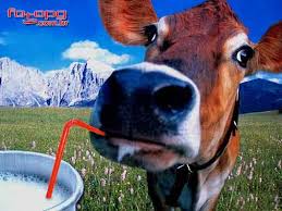 vaca de leite