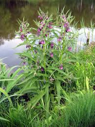 symphytum officinale