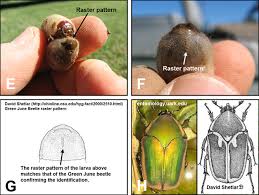 beetle identification pictures