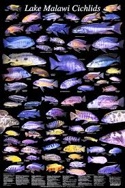 lake malawi cichlid