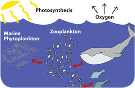 marine plankton
