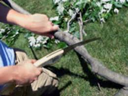 pruning saws