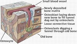 bone cells