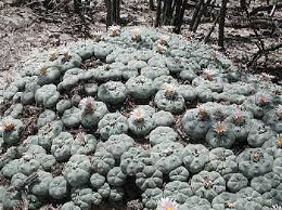 grow peyote