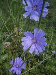 chicory plants