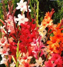 watsonia