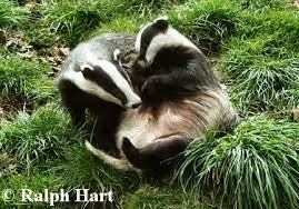 Badger interaction