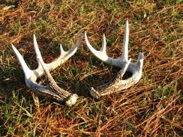deer antler headband