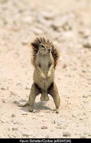 star wars squirrels
