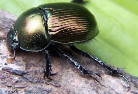 dung beetle