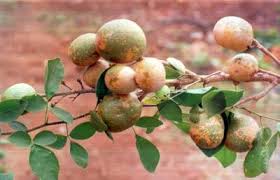 Aegle marmelos